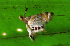 Nymphicula