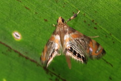 Nymphicula