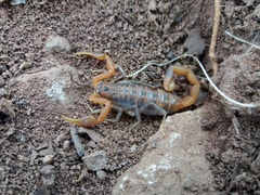 Uroplectes planimanus