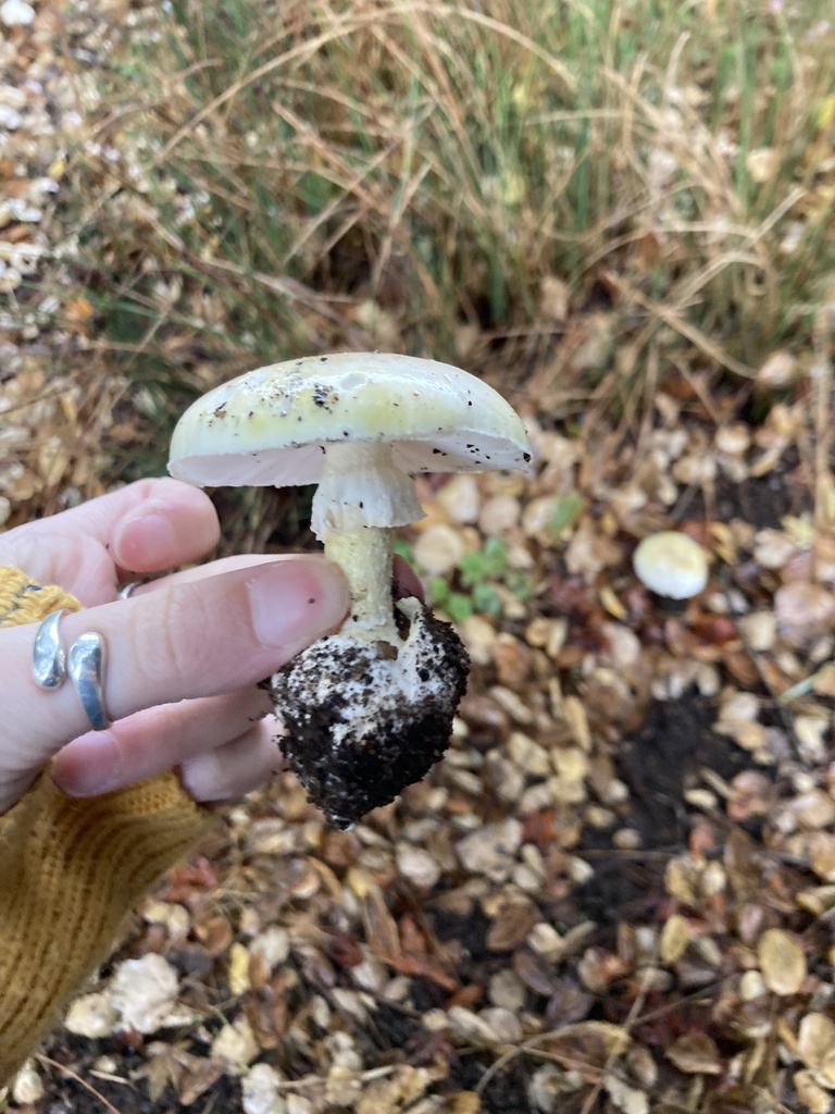 Amanita phalloides · November 2025 · photo: © scheim (iNaturalist, cc-by-nc)