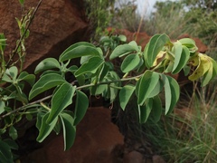 Adenia glauca