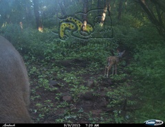 Odocoileus virginianus sinaloae