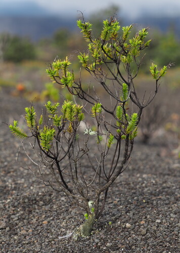 Dubautia ciliolata