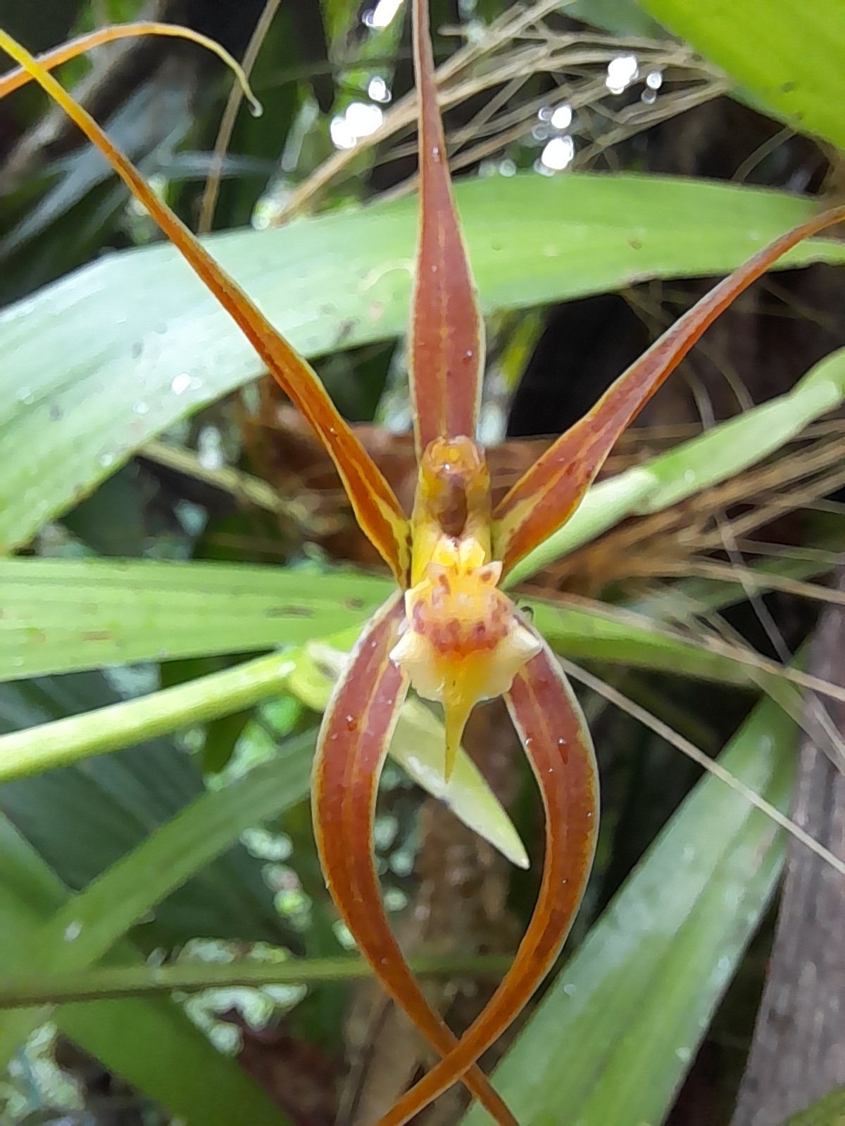 Ada ocanensis (Lindl.) N.H.Williams 2