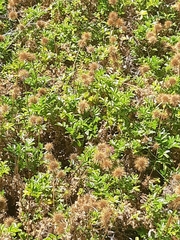 Acaena pallida