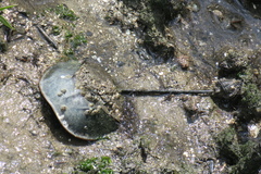 Carcinoscorpius rotundicauda