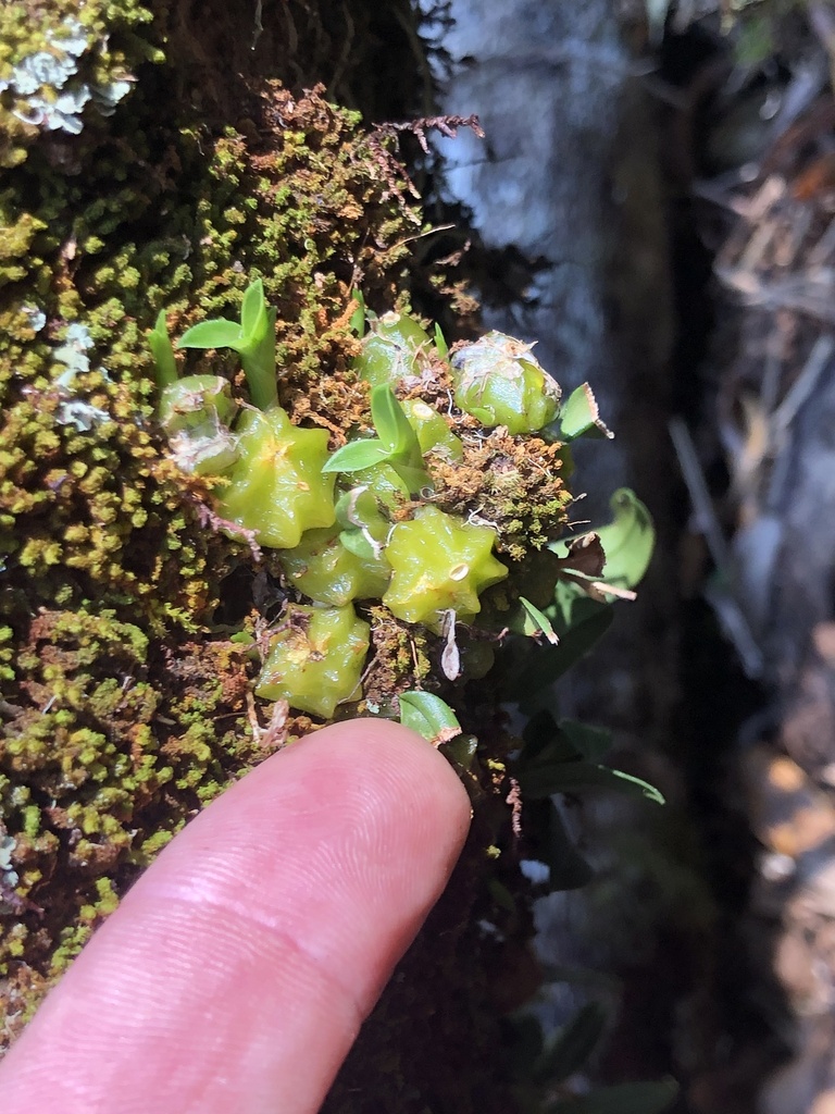 Bulbophyllum bracteatum