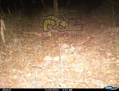 Sylvilagus cunicularius