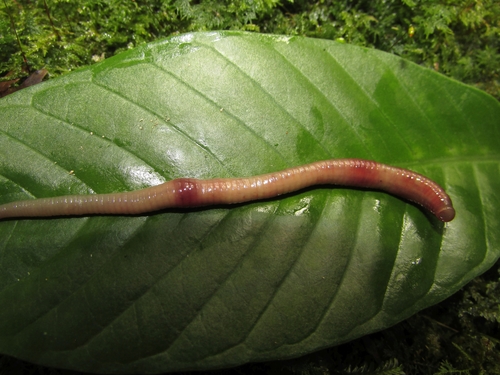 Cylicobdella costaricae