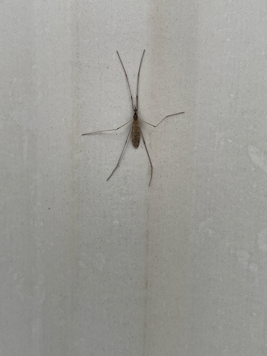 Unknown species found near New Castle County, US-DE, US