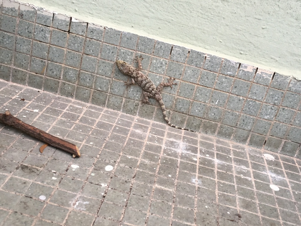 Gray's Chinese Gecko