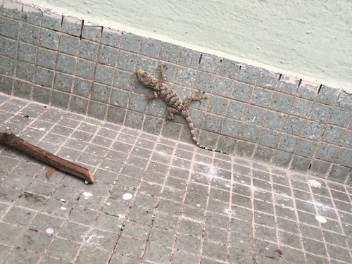 Gray's Chinese Gecko