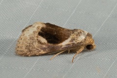 Meekistrotia bacchusi