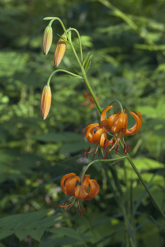 Slender lily