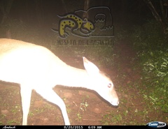 Odocoileus virginianus sinaloae