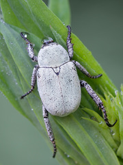 Hoplia parvula
