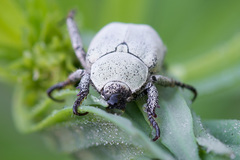 Hoplia parvula