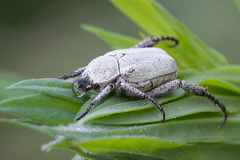 Hoplia parvula