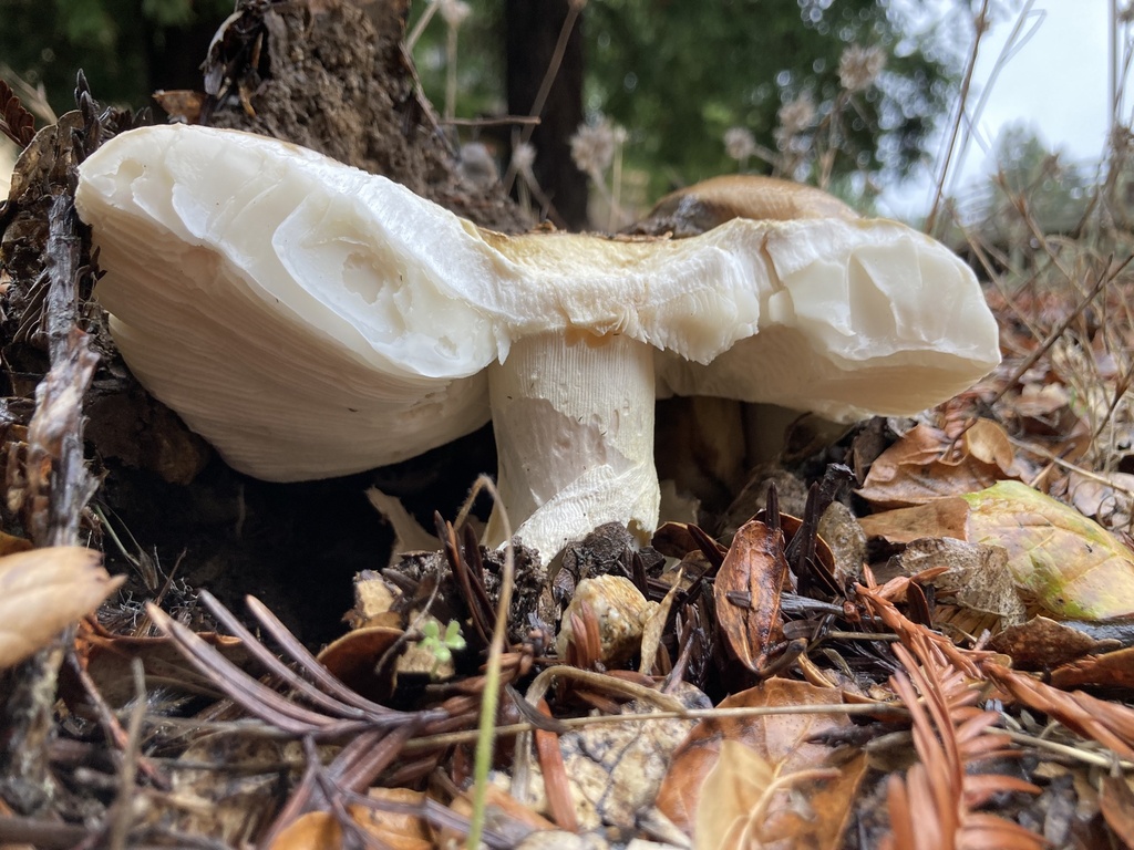 Amanita calyptroderma · November 2025 · photo: © scheim (iNaturalist, cc-by-nc)