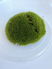 Syntrichia virescens