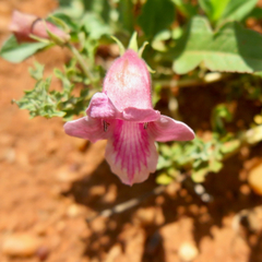 Dicerocaryum senecioides