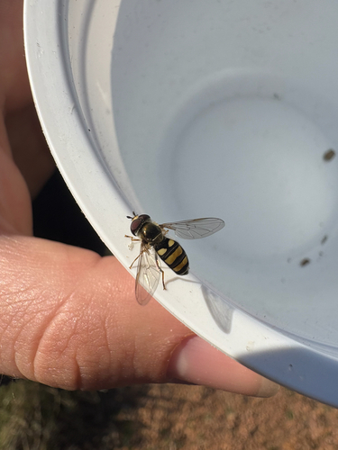 Unknown species found near Myrick Park Dr, La Crosse, WI, US