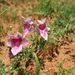 Savanna Devilthorn - Photo (c) Riana Fourie, some rights reserved (CC BY-NC), uploaded by Riana Fourie
