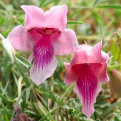 Dicerocaryum senecioides