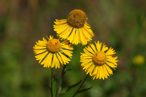 Common Sneezeweed