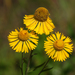 Helenium autumnale - Photo (c) Rob Routledge,  זכויות יוצרים חלקיות (CC BY-NC), הועלה על ידי Rob Routledge
