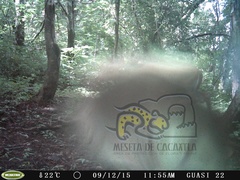 Odocoileus virginianus sinaloae