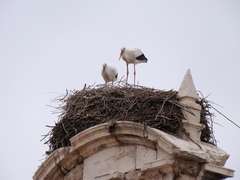 Ciconia ciconia