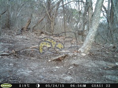 Odocoileus virginianus sinaloae