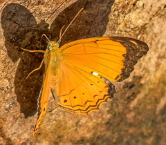 Cirrochroa emalea