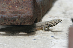 Microlophus peruvianus