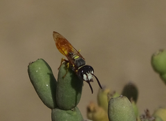 Philanthus triangulum diadema