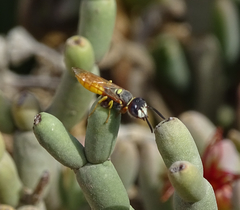 Philanthus triangulum diadema