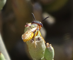 Philanthus triangulum diadema
