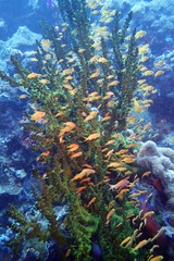 Pseudanthias huchtii