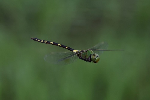 Anax tristis Hagen, 1867