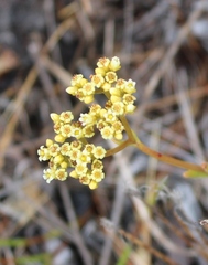 Crassula cymosa
