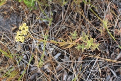 Crassula cymosa