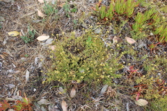 Crassula cymosa