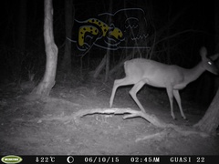 Odocoileus virginianus sinaloae