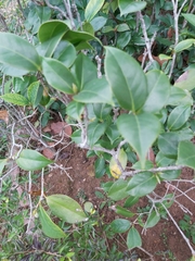 Camellia japonica