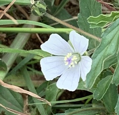 Monsonia burkeana