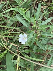 Monsonia burkeana