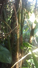Argiope intricata