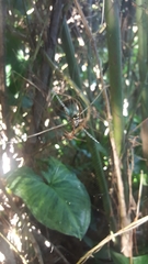 Argiope intricata