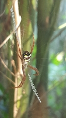 Argiope intricata